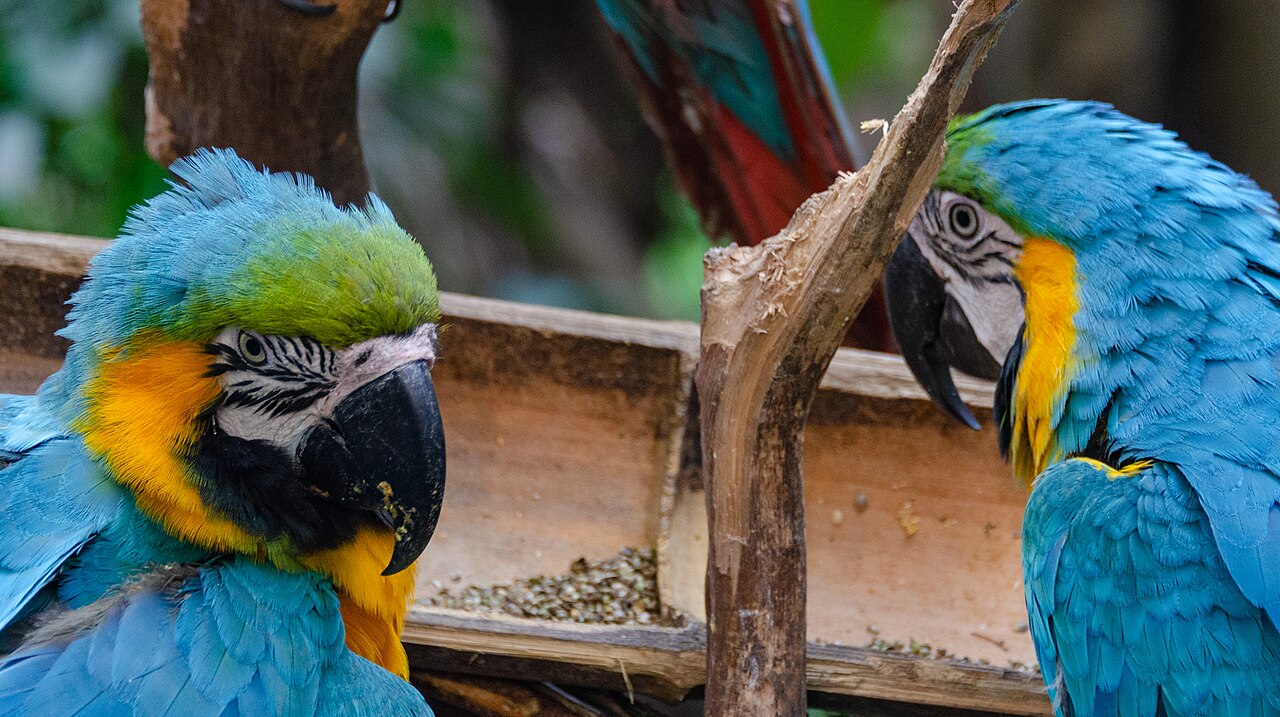Animals at Chimelong Safari Park in Guangzhou