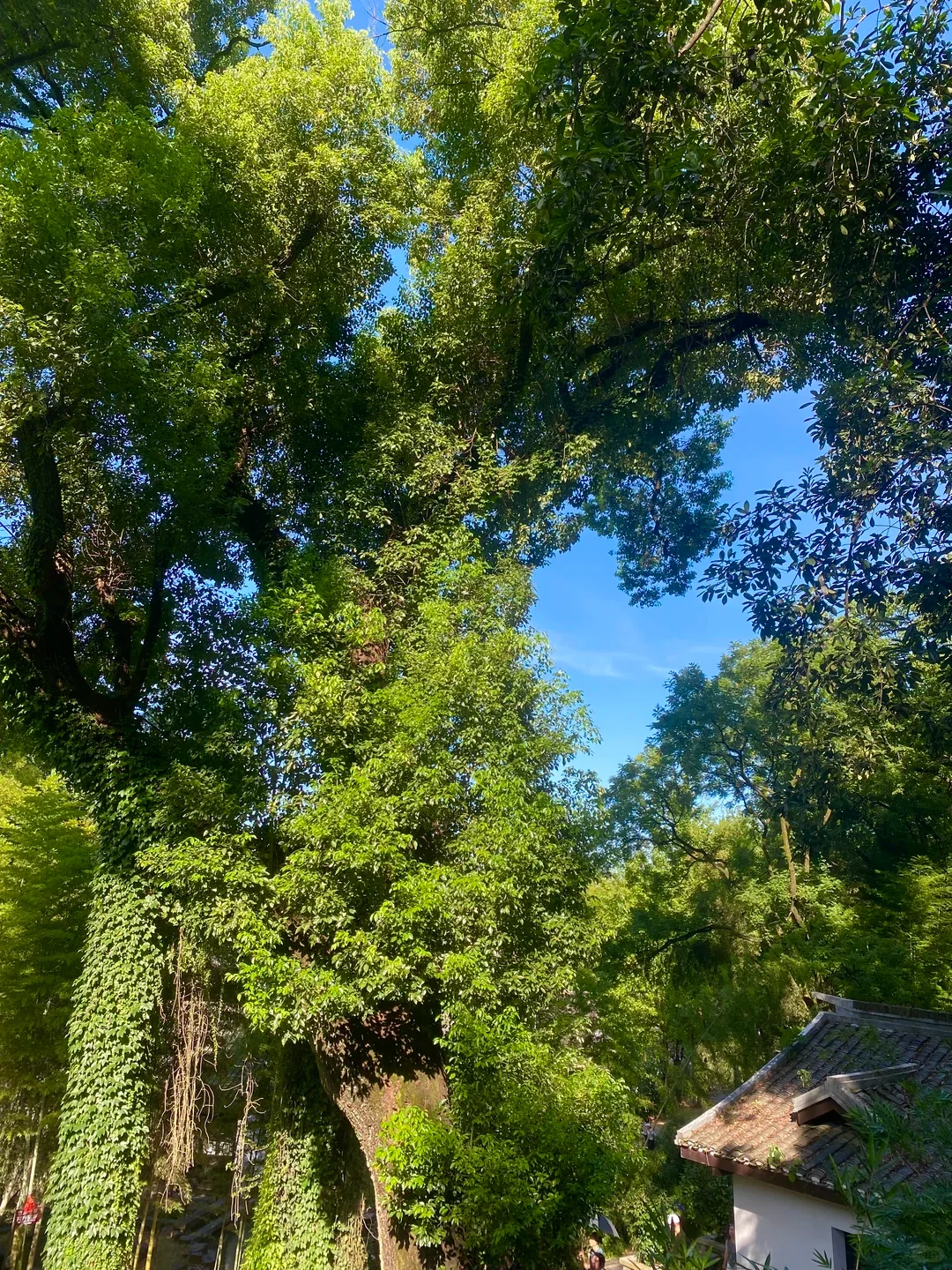 Dense green forest and tiled roof on Yuelu Mountain in Changsha