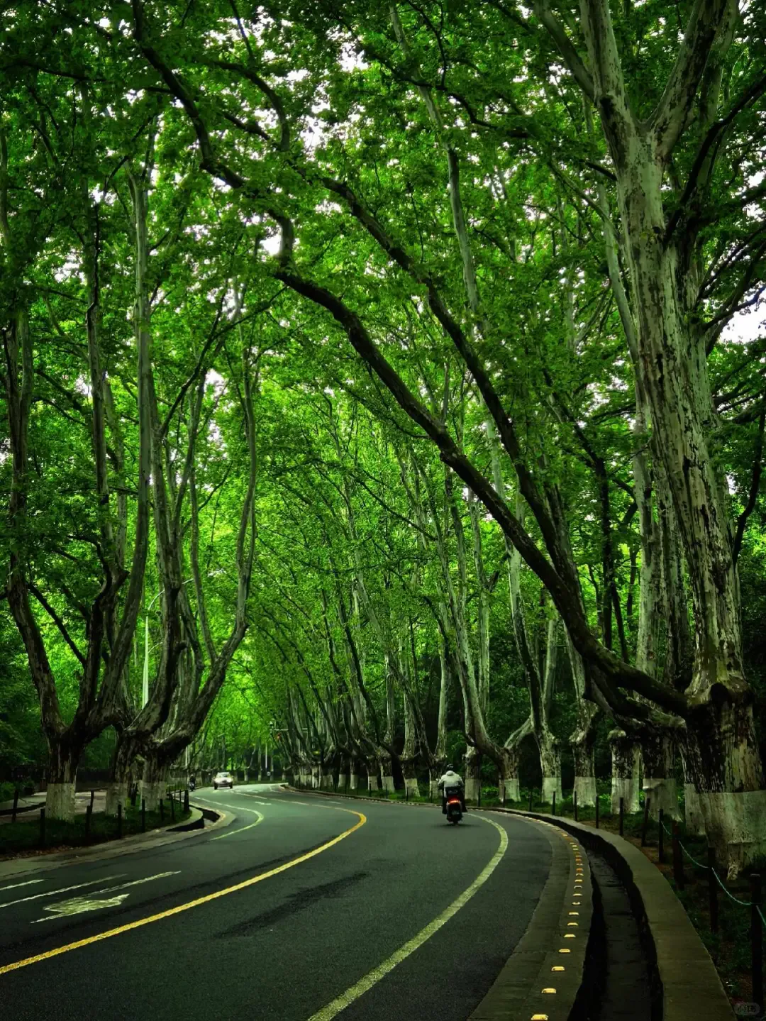 Plane trees forming a green canopy over a road on Zhongshan Mountain in Nanjing