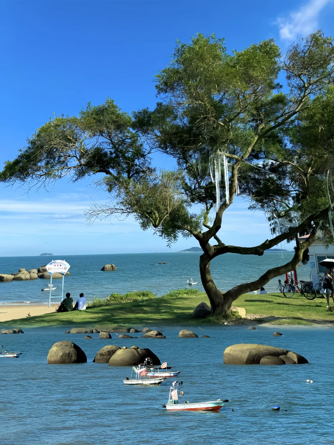 Large coastal tree above blue water and fishing boats along Xiamen's Huandao Road