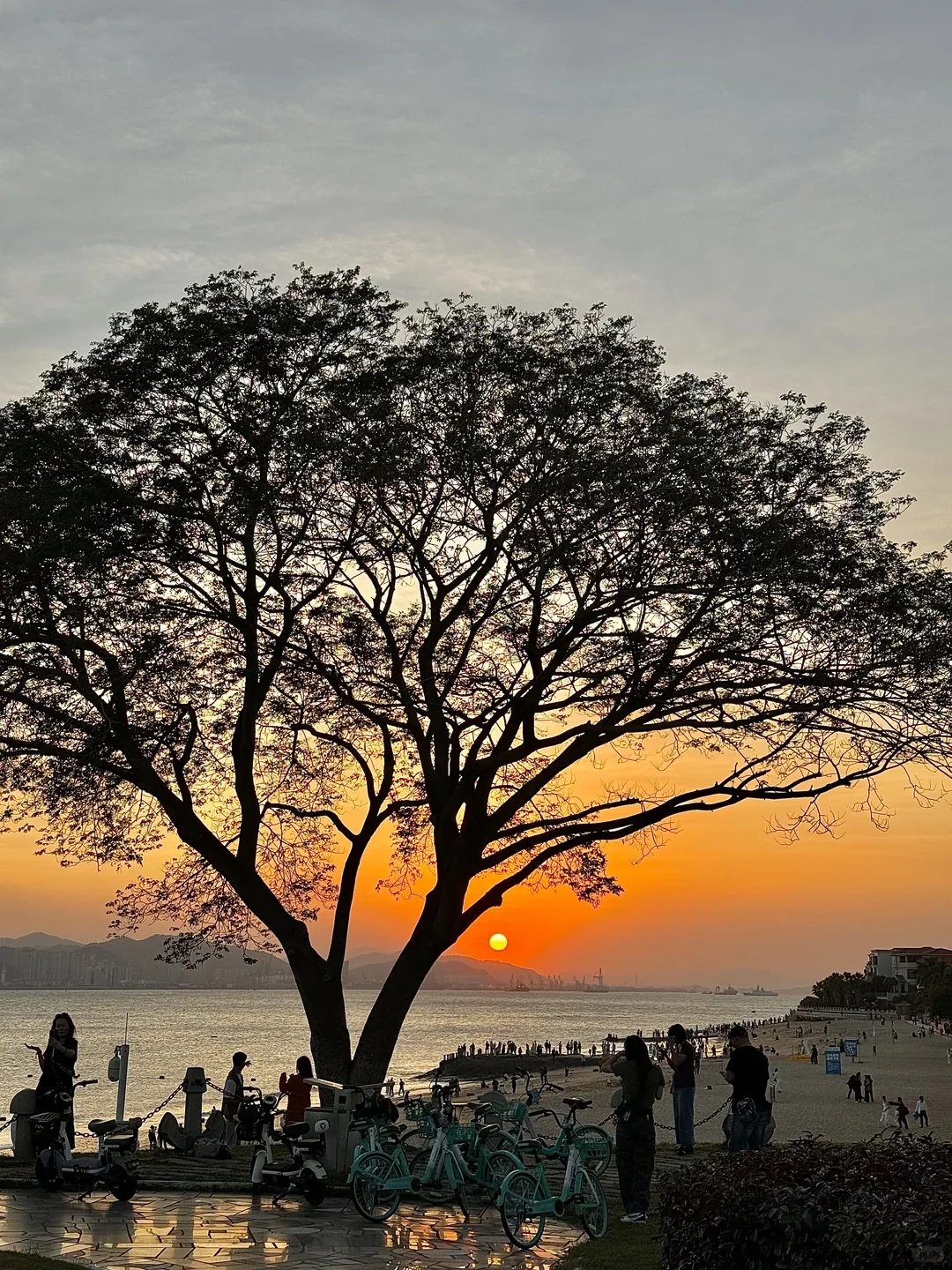 Wide tree silhouette above the sea at sunset on Xiamen's coast